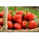 Strawberry - vonný aroma vosk